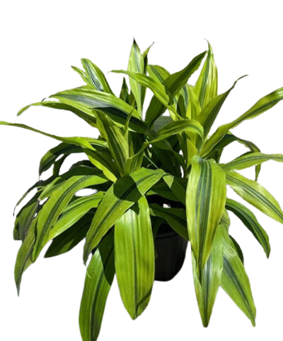 shelf for indoor plants 6-Tier Corner Plant Stand Flower Shelf