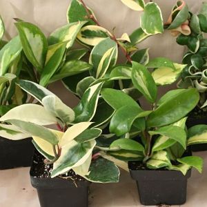 2" Hoya Assortment