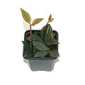 Peperomia Puteolata