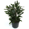 Castor Aralia