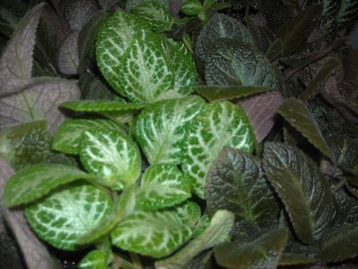 4" Episcia Assortment  