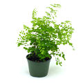 4" Fern Maidenhair Fragrens