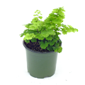 4" Fern Maidenhair Pacific