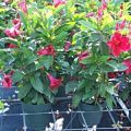 Mandevilla Red