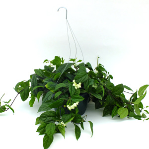  Clerodendrum Bleeding Heart