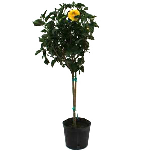 Ft Myers Yellow Standard