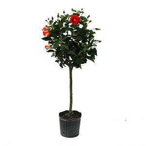 President Red Standard