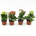 Kalanchoe Calandiva Assortment