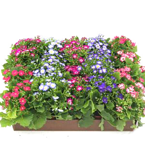 Cineraria Assortment