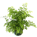 6" Fern Maidenhair Fragrens