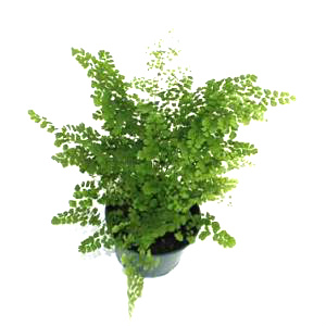 6" Fern Maidenhair Pacific