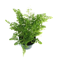 6" Fern Maidenhair Pacific