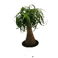 Ponytail Stump