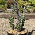 6" Alluaudia Madagascar Octaillo 