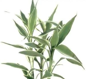 Sanderiana