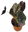 6" Alocasia Cuprea Red Secret