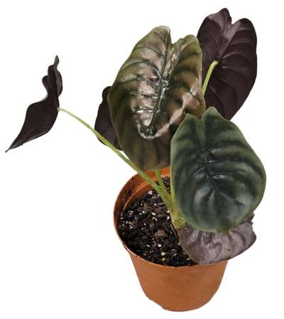 6" Alocasia Cuprea Red Secret